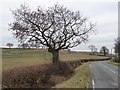 Winter tree on Castleford Lane in WF10 5GW