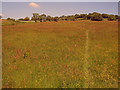 Hay meadow near The Old Farm in SY8 3JY