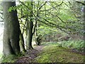 Beech Trees in Barhill Wood in G65 9TS