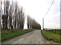 Lombardy poplars grown as a wind-break in Cliffe Woods