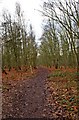 Path through woodland in Highgate Common Country Park in DY3 4QE