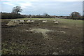 Sheep near Winnycroft Farm in GL4 6LP