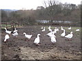 Geese in field on Lees Lane in WN8 7RF