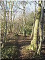 Footpath in Craythorne Firs in CT14 0JL