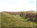 Cornish hedge (wall) with heather, Rosenannon Downs in PL30 5PN