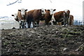 Cattle, Kaims of Airlie in DD8 5NE