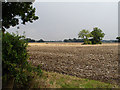 Fields near Mettingham in NR35 1TH
