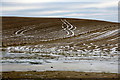 Tracks in snowy stubble, Blackhills, near Airlie in DD8 5NX