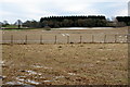 Fields, near Blackhill, Airlie in DD8 5NY