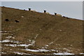 Sheep on the horizon, Baikie, Airlie in DD8 5NZ