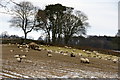 Sheep, Airlie in DD8 5NZ