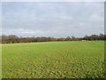 Seven Acre Field/Sawpit Field in Chailey, Barcombe & Hamsey Ward