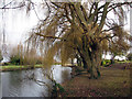 Horningsea: willows on the Cam in CB25 9JF