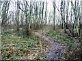 Footpath climbing through Bushey Cliffe Wood in WF3 3QW