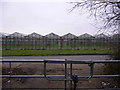 Greenhouses at Cranleigh in GU6 8GS