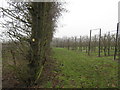 Sussex Border Path in a large orchard near Delmonden Road in TN18 4PT