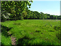 Grassland and the edge of woodland, Hungerford in RG17 0RD