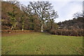 A footpath approaching Tutshill wood in EX31 1AG