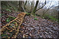 Bracket fungi in Tutshill Wood in EX31 1AG