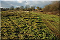 Rough grassing in the Leadon Valley in GL19 3JF