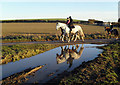 Horse Riding and Big Puddle in OX11 9HF