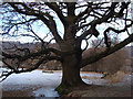 Giant Oak at Lochside in FK9 5PU