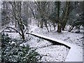 Board walk through Middle Wood from the Curling Pond in NE40 3QQ
