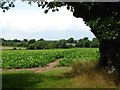 Footpath to Hunston Church in Hunston