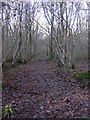 Track in Ifold Copse seen from bridleway in RH14 0QF