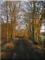 Track to Cottage Wood in BN8 4QJ