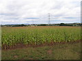Maize near Cashes Farm in WR9 0NQ