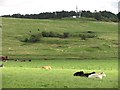 Cattle, Carluke in ML8 4EU