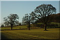 Trees in arable land in HR8 2PR