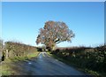 Fine looking Oak on Blackgate lane in RH20 1DE