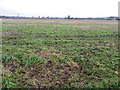 Fallow field, Heddington Wick in SN11 0PF