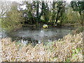 Pond, Heddington Wick in SN11 0PF