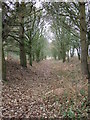 Tree Lined Trackbed in NR17 1DR