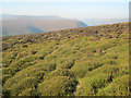 Moorland on Hatterrall Hill in Crucorney Community