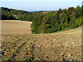 Farmland and woodland, Offley in SG5 3BT