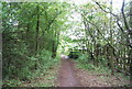 Medway Valley walk in the woods in ME20 7AE