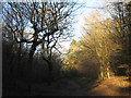 Bridleway in Reinden Wood in CT18 7AW