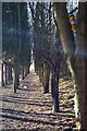 Woodland  and track in NE16 4RB