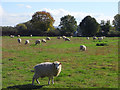 Pasture, West Hagbourne in OX11 0NP