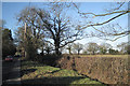 Hedge, ditch and verge, Widney Manor Road in B93 8LX