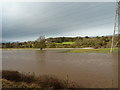 Flooded River Exe, looking towards Pynes in EX5 5EF