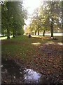Autumnal scene in Bushy Park in TW11 0DX