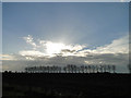Trees silhouetted on a bright horizon in NR13 4HB