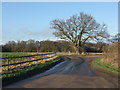 Tree at bend in Church Road, Frating in CO7 7HS