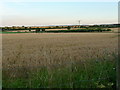 Grateley - Field Of Wheat in SP11 8JX