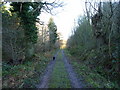 Footpath and forest road in Oaks Wood in SY5 8EF